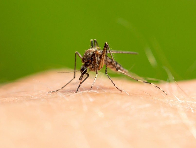 szúnyog, csípés, ellen, otthon