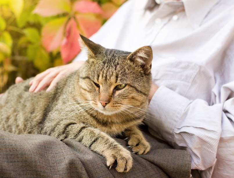 macska, idős tanács mozgás oltás
