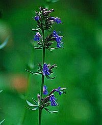 Gyógynövények: a közönséges izsópfű