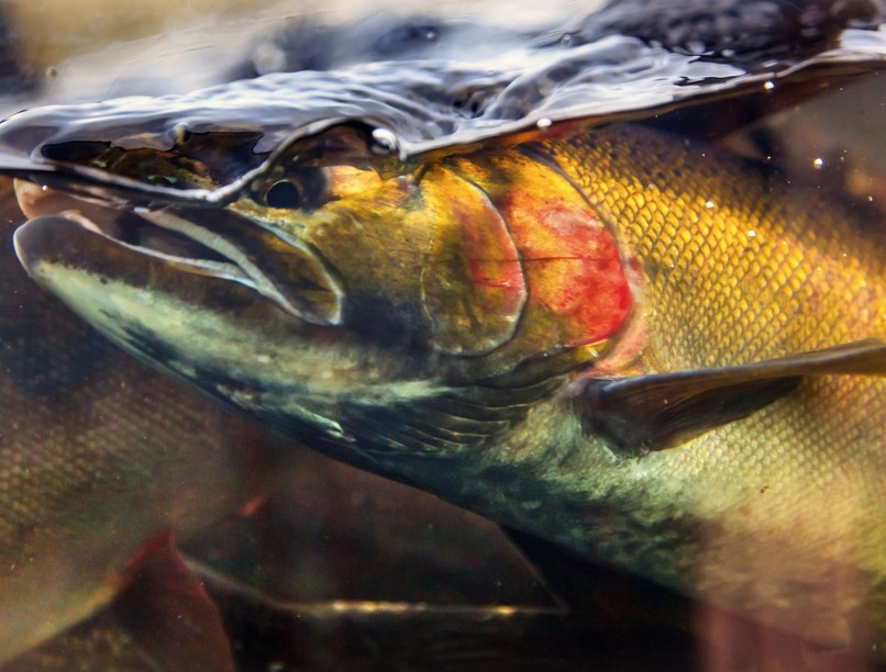 lazac spermás arckezelés