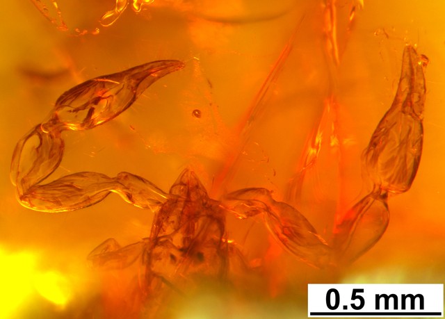 Új álskorpió-fajt fedeztek fel az ajkai borostyánkövek egyikében