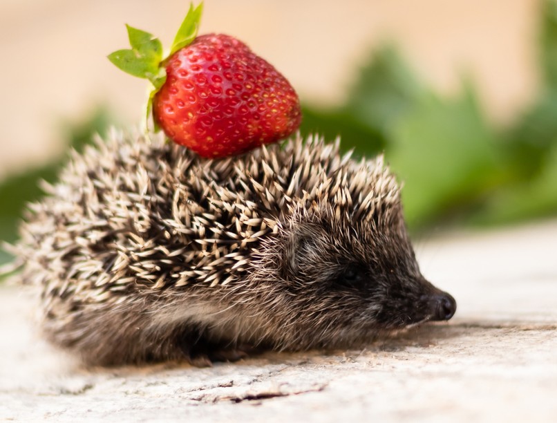 sün, sün etetése, laktózérzékeny, tejérzékeny, kisállatok egészsége