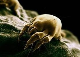 Az arcon élő atka is okozhat pattanásokat?