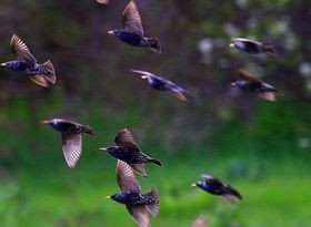 A boldogság édes madara: génjeinkben hordozzuk-e?