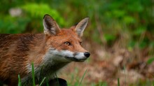 Emberre is veszélyes parazitákat keresnek Magyarországon: 700 vadállatot vizsgálhatnak meg című cikk nyitóképe