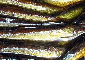 Közérdekű! Újabb három sprotni terméket vontak ki a forgalomból