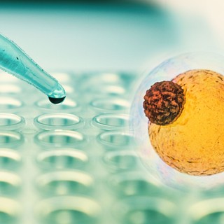 Zsírkapcsoló: megvan hogyan zabolázható meg a hízás! Tudósok azonosítottak egy epigenetikai kapcsolót, amely blokkolja a zsírsejtek kialakulását című cikk nyitóképe