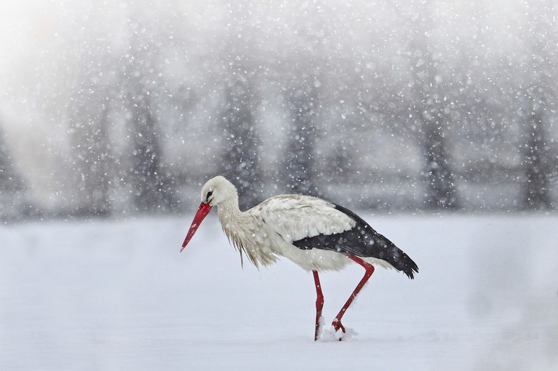 Mit kell tenni, ha gólyát látunk télen itthon, mikor szorul segítségre?