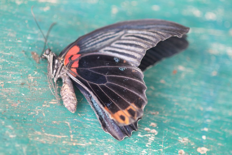 Víz és döglött pillangó maradványából kutyult keveréket fecskendezett be magának egy 14 éves fiú - egy héten belül meghalt