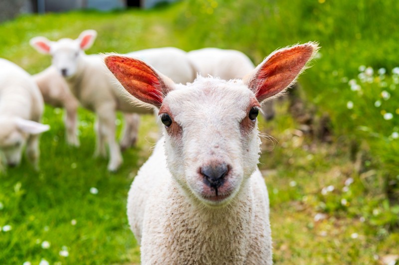 Juhokkal a mentális betegségek ellen – szokatlan, mégis ígéretes módszer Lengyelországból