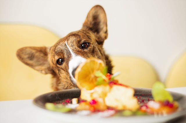 Ez a kedvelt őszi gyümölcs halálos lehet a kutyákra – már 5 szem is végzetes belőle