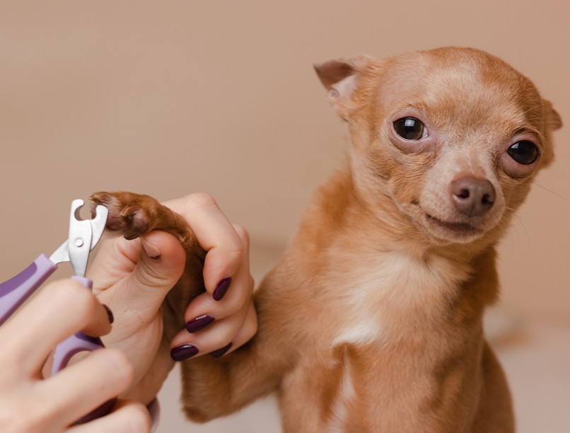 kutya, körömvágás, viselkedésterápia