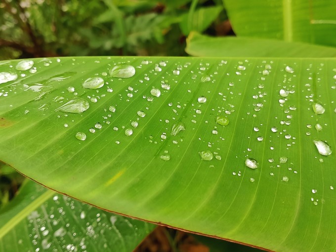 Fermentált édesítő, ráksejteket ölő baktérium – a sztívia története most fordul igazán izgalmasra című cikk nyitóképe