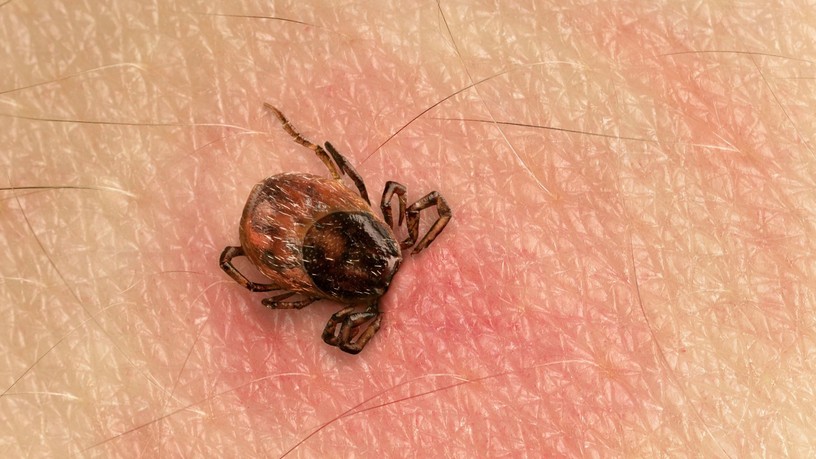 lyme-kór, kullancs, csípés, piros folt tünetek