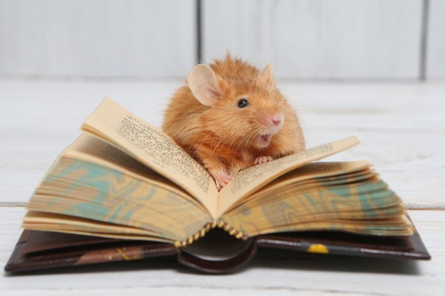 Képeslapon is szállítható az egérsperma. Ezért jó hír ez a japán kutatók szerint