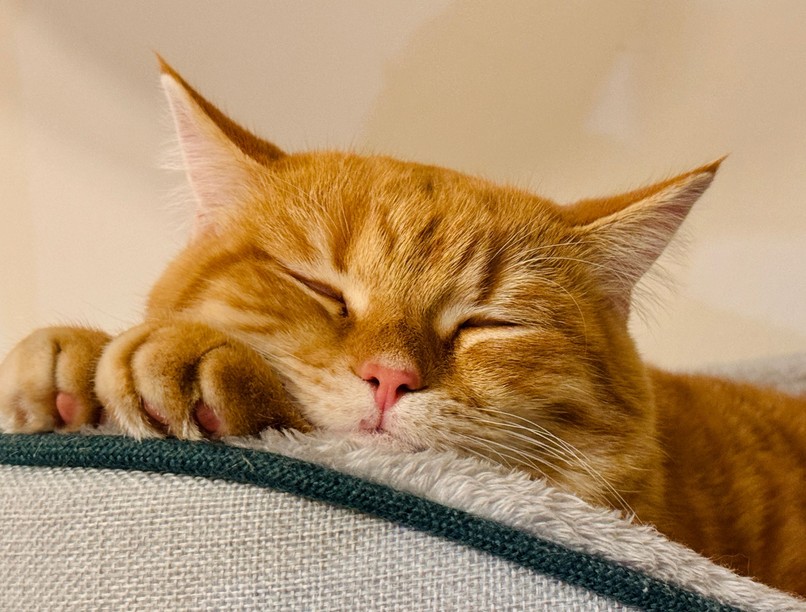 macska mellrák kutatás