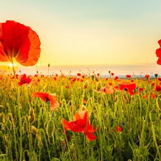 A pipacs szirma mérgező a gyerekeknek? Az orvos válaszol című cikk nyitóképe