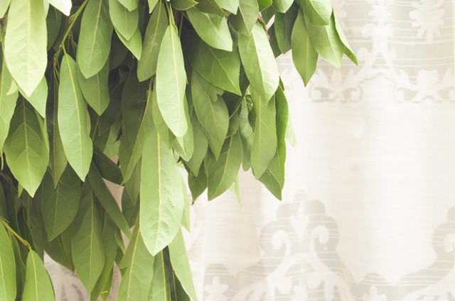 Tegyen egy babérlevelet a szőnyeg alá még ma este - már holnap hálás lesz érte