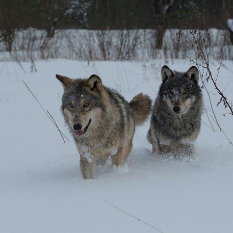 Radioaktív túlélők? Mit tanulhatunk a csernobili farkasoktól 40 évvel a katasztrófa után című cikk nyitóképe