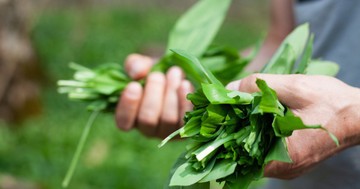 Mi a medvehagyma mérgezés tünete? Erre figyeljen, ha medvehagymát szedne!