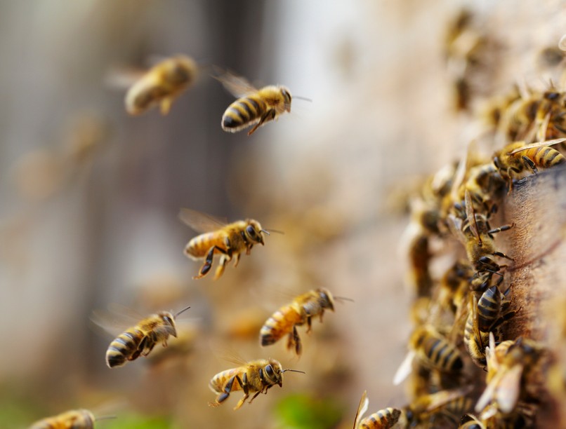 méh, darázs csípés ellen tünet