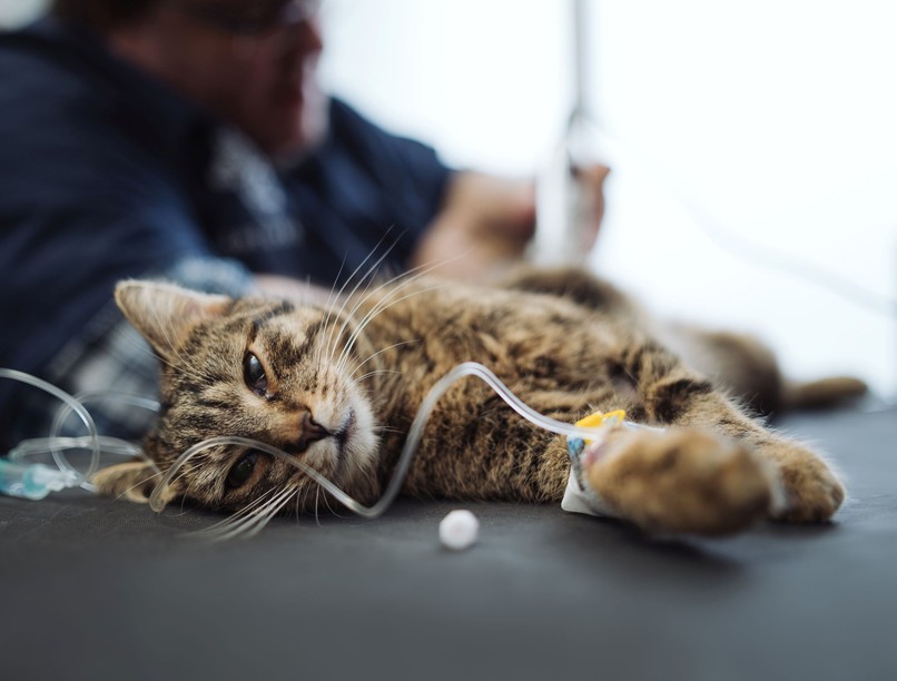 Hogyan védjük meg macskánkat a fagyálló mérgezésétől?