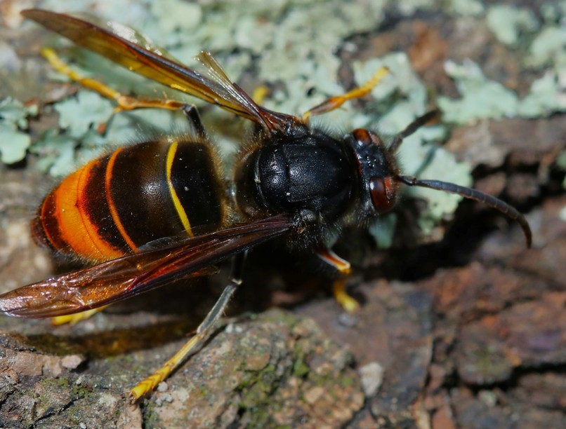 ázsiai lódarázs szlovákia jeladó