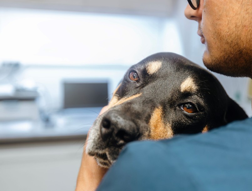 kutya miért lógatja fejét nyomja falhoz oka