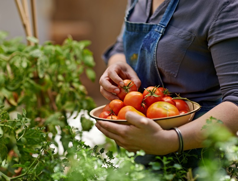 paradicsom fitovegyületek öko