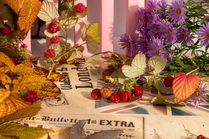 Ismeri az őszi málnát? A gyümölcse és a levele is gyógyhatású