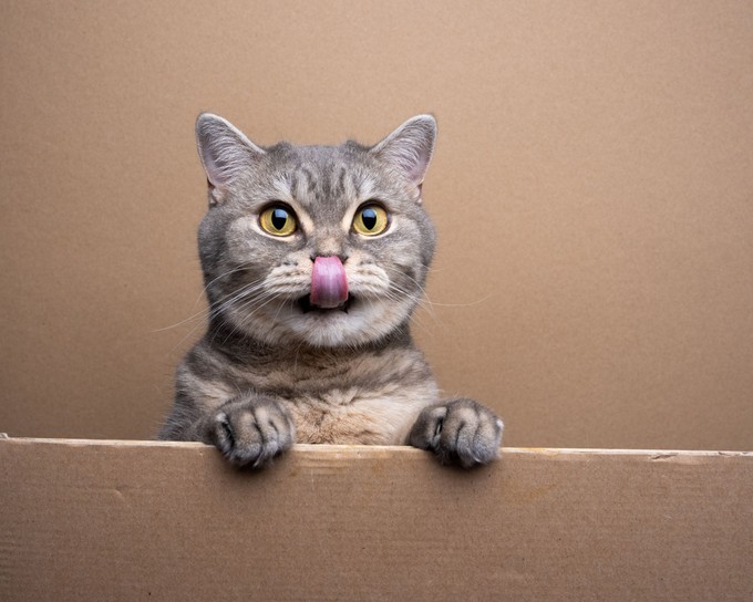 Miért nyáladzik a macskám? Ártalmatlan jel vagy komoly figyelmeztetés? című cikk nyitóképe