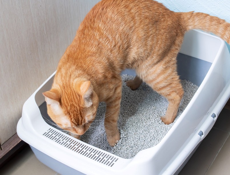 miért temeti be macska széklet