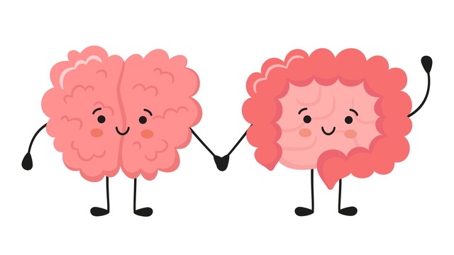 Bél-agy-tengely: így kommunikál a mikrobiom a központi idegrendszerrel