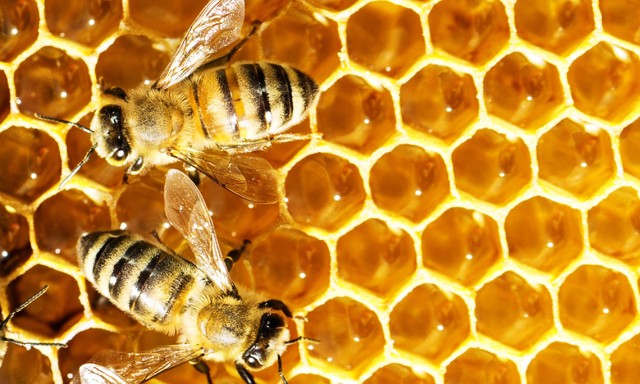 Gyógyító csodaszer: amit a fullánk nélküli méheknek köszönhetünk