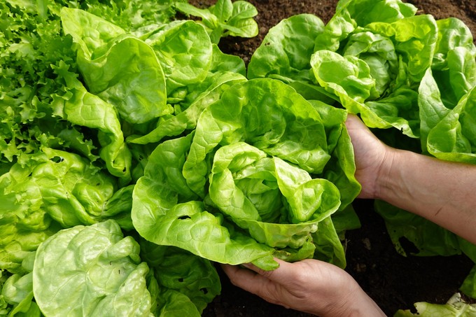 Miért érdemes fejes salátát enni? című cikk nyitóképe