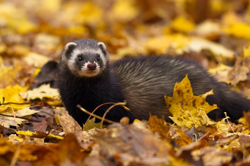 A lányomat megharapta egy vadászgörény – van ezzel teendő? Az orvos válaszol