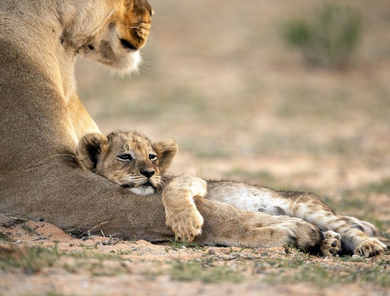 alvás tipusok kronotipus