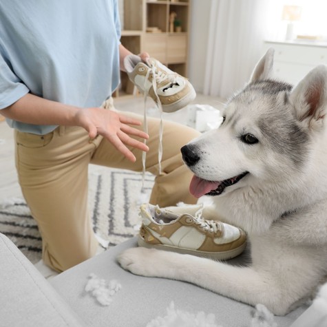 Szétrágott cipők, megcsócsált kanapé? Így szoktassa le kutyáját a rombolásról című cikk nyitóképe