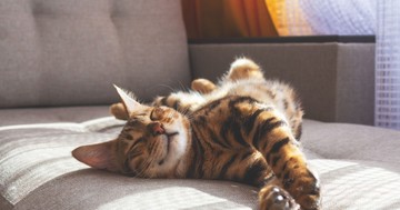 Macskaszőr-allergia ellen megoldás lehet-e hipoallergén macskát tartani? Itt a válasz!