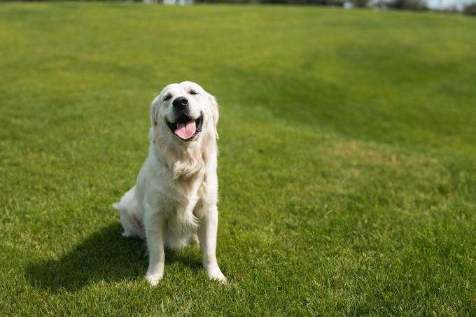 Miért szánkázik a kutya? című cikk nyitóképe