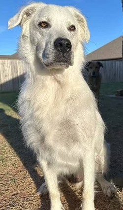 Buster fehéren. A lenyűgöző előtte-utána fotókat a kutya gazdája, Matt Smith töltötte fel a Redditre. Kedvence 2,5 év alatt teljesen átváltozott feketéről fehérre.