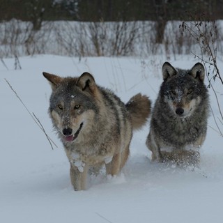 Radioaktív túlélők? Mit tanulhatunk a csernobili farkasoktól 40 évvel a katasztrófa után című cikk nyitóképe