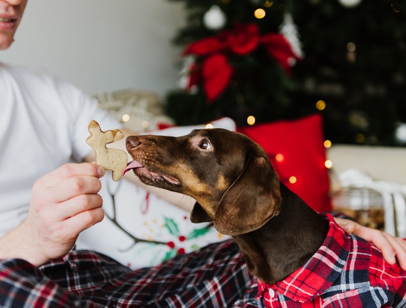 karácsonyi jutalomfalat kutya xilit, csokoládé