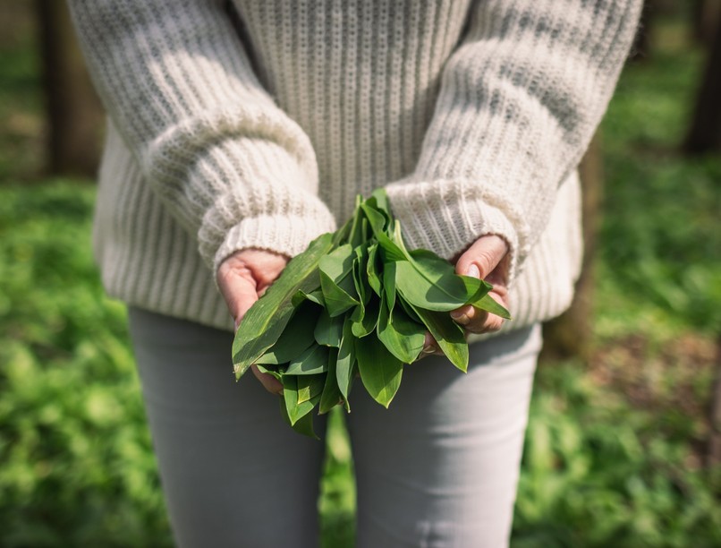 színes medvehagyma gyűjtés mikre kell figyelni