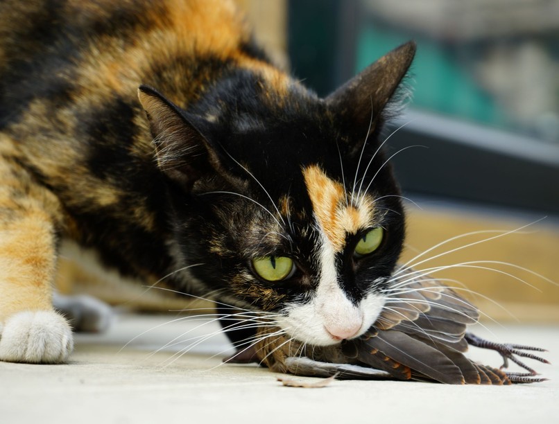 házimacskák, cicák, ragadozó, vadászösztön