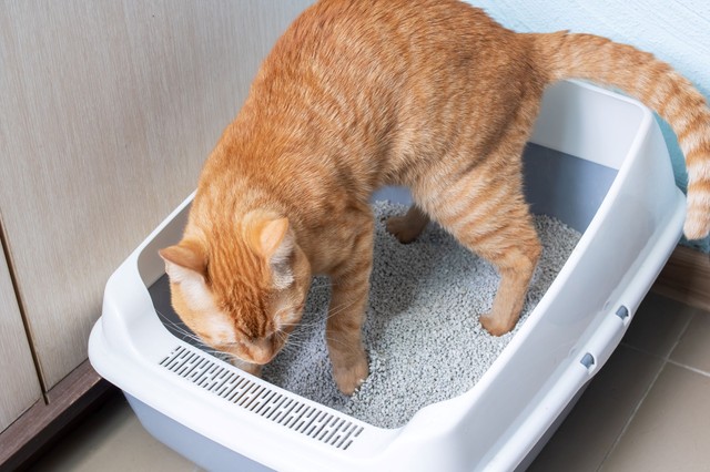 Miért temeti be a macska az ürülékét? És mit jelez az, ha mégsem?