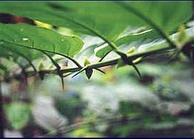 Gyógynövények – a macskakarom