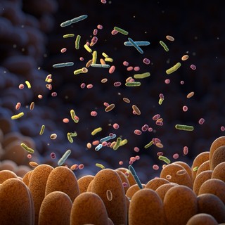 Hogyan gyógyulnak a belek, miben segít a mikrobiom? című cikk nyitóképe