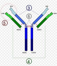 Az allergiás tünetek okozója