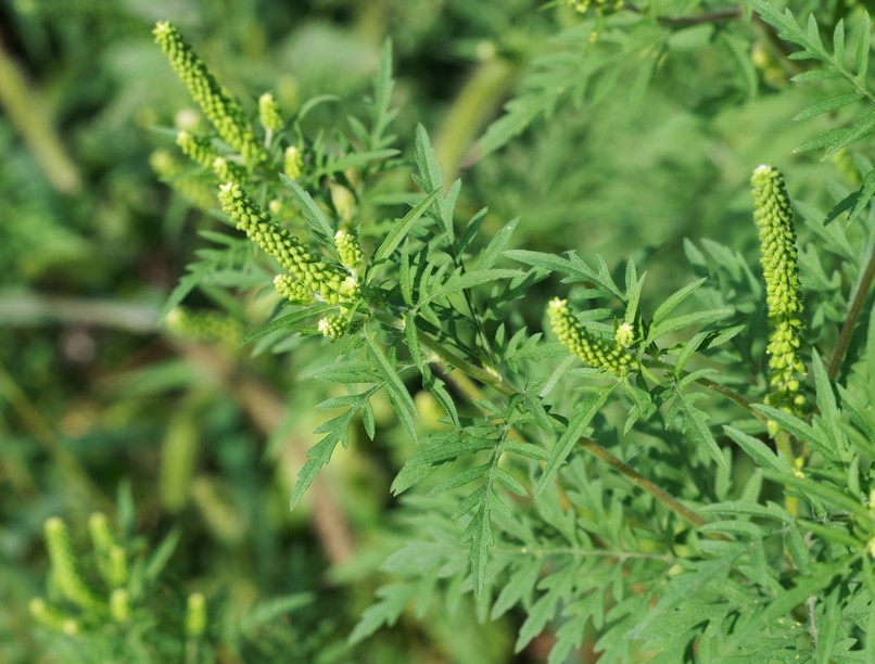 parlagfű, veszélyes, tévhit, mérgező